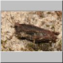 Tetrix undulata - Gemeine Dornschrecke 05 10mm.jpg